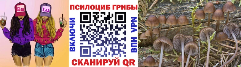 Купить закладки  Елизаветинская  Галлюциногенные грибы Cubensis 